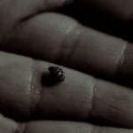 hand holding ladybug duotone
