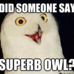 A white snowy owl with yellow eyes and a slightly open beak against a dark background. White text at the top reads DID SOMEONE SAY. White text at the bottom reads SUPERB OWL?. A quickmeme.com logo is visible in the bottom right.