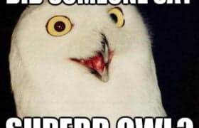 A white snowy owl with yellow eyes and a slightly open beak against a dark background. White text at the top reads DID SOMEONE SAY. White text at the bottom reads SUPERB OWL?. A quickmeme.com logo is visible in the bottom right.
