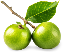 two monkfruit on a stem with one leaf