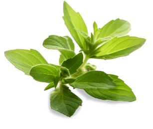 green stevia leaves