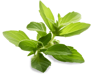 green stevia leaves