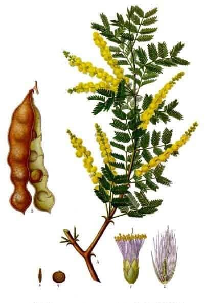 acacia gum